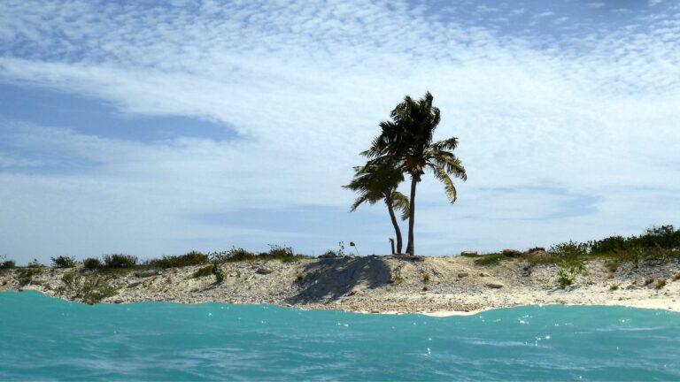 Blick auf einen Strand mit zwei Palmen