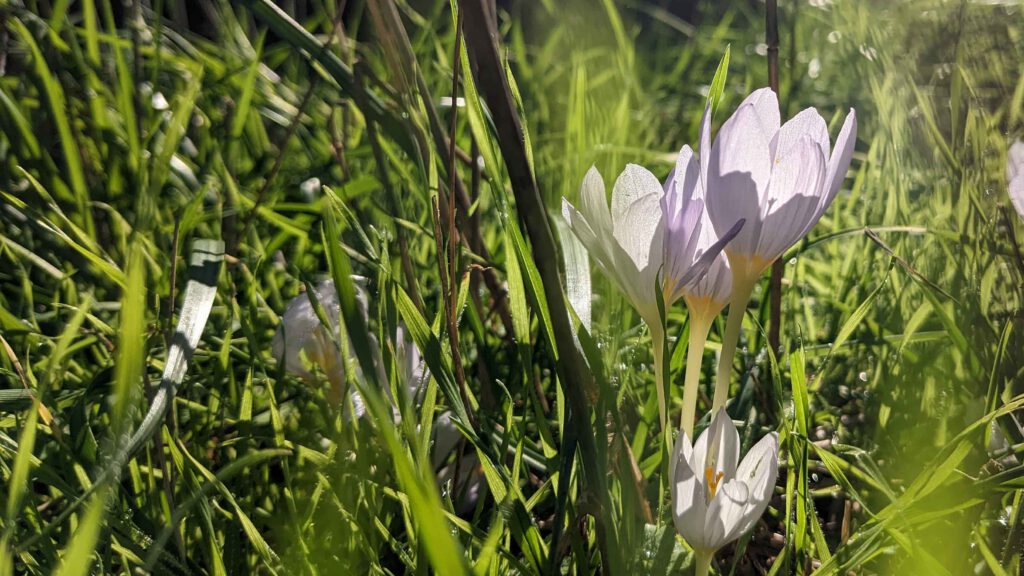 Krokusse in der Sonne